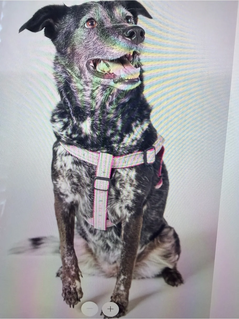 Pink Bistro Tile Dog Harness - Adjustable, size Medium